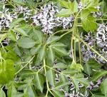  Margosa tree : a panacea