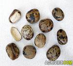 Rubber seeds - maintenance of artificial grass