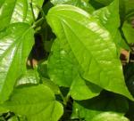 Medicine from lolot  leaves