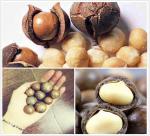 How  will Macca trees be developed in Vietnam ? 