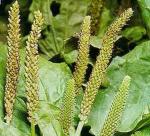 VEGETABLES  IN VIETNAM FOREST : PLANTAGO