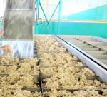 Drying rubber by biomass : Saving Billions