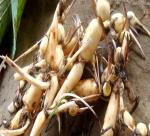 Growing lotus for export 