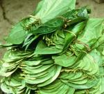 Hau Giang: stable income from betel leaf