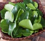 Medicine from lemon leaves