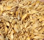 Growing muskmelon from its seeds 