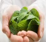 What Are the Benefits of Eating Whole Mint Leaves?
