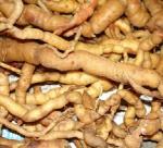 Growing Morinda officinalis How (sâm ba kích)