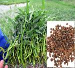 Recipes of water spinach growing from seeds 