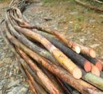 Expectations of rattan forest  in An Lao village