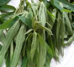 Incubating cassava leaves as food for cattle