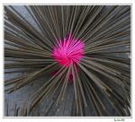 Incense Xuan Thuy will join Festival Hue tradition