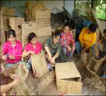 Growing healthy hyacinth