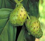 Noni juice multi-utility (Morinda citrifolia L)