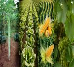 Agriculture exporters make inroads into Singapore