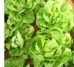 Lettuce  seeds 