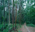 Viet Nam faces forestry restructuring hurdles