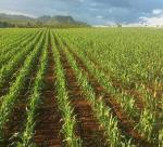 Japanese firms look to sow 1,000-ha super sorghum crop in Vietnam’s Central Highlands