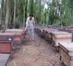 Nomad life among bee hives
