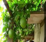The Amazing Gac Plant ( Momordica cochinchinensis )