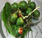 Just do eat betel palm tree has medicinal Plants