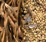 SOYBEAN PRICES FELL BY U.S. FARMERS INCREASED ACREAGE