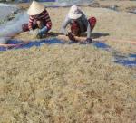 Culture of seaweed in Vietnam
