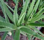 Growing aloe vera for high income