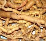 Growing Morinda officinalis How (sâm ba kích)