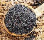 Sesame cultivation techniques