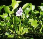 Float division but useful - Water Hyacinth Plants