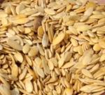 Growing muskmelon from its seeds