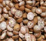 Traders hunting for dried betel nuts