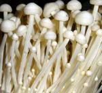 Growing into the mushroom market