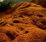 Rice husk coal exists to help improve soil properties