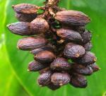 SEASON RIPE CARDAMOM BLAZING IN LAO CAI