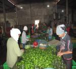 Giant vegetable processing