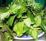 80ha planted herbs to export to Canada