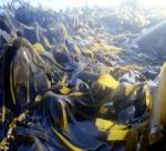 For a guilt-free way to enjoy cake, just add seaweed: Extract stops fat being broken down and absorbed by the body 