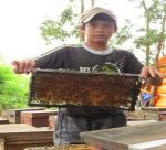Nomad life among bee hives