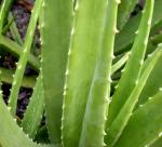 Aloe vera