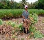 The fight dry cassava
