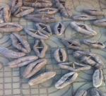 Binh Thuan: successful in Holothuria scabra sea cucumber farming 