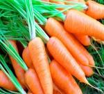 Nutrition of carrot