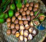 Unexpected effects from macadamia nuts