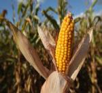 FUEL FROM THE CORNCOBS : SOLUTION TO RESPOND POSITIVELY CONTRIBUTE