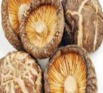 Features and uses of mushrooms