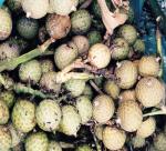 Hunting for rattan seeds in Vietnam