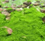 Shrimp farming seaweed combine in Mexico