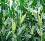 What Type of Corn Goes in Animal Feed